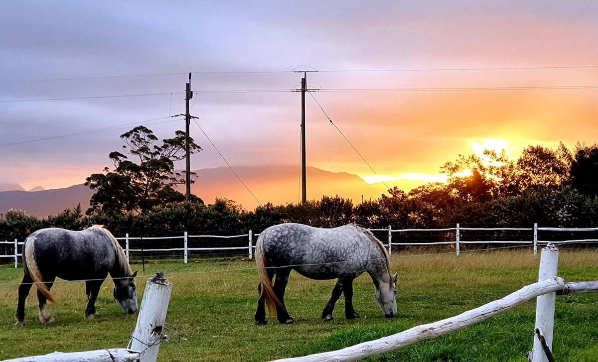 Outeniqua Moon Percheron Stud Farm Ruiterbos Εξωτερικό φωτογραφία