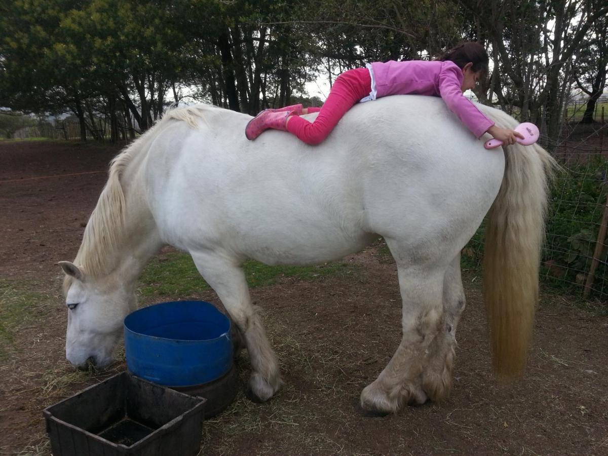 Outeniqua Moon Percheron Stud Farm Ruiterbos Εξωτερικό φωτογραφία