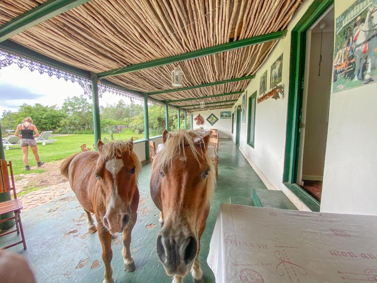 Outeniqua Moon Percheron Stud Farm Ruiterbos Εξωτερικό φωτογραφία